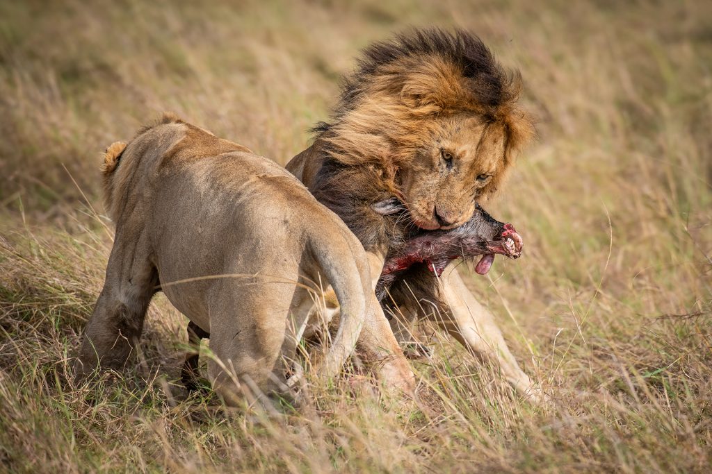 Lions feeding on safari with Wandering Thru.