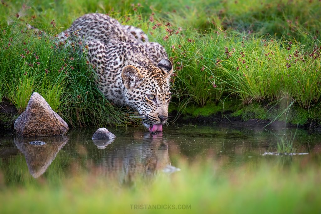 Leopard cub on safari with Wandering Thru