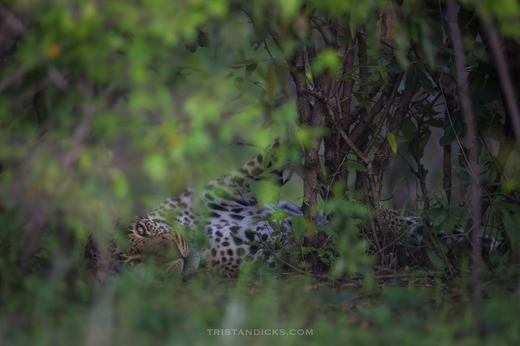 Leopard on safari with Wandering Thru