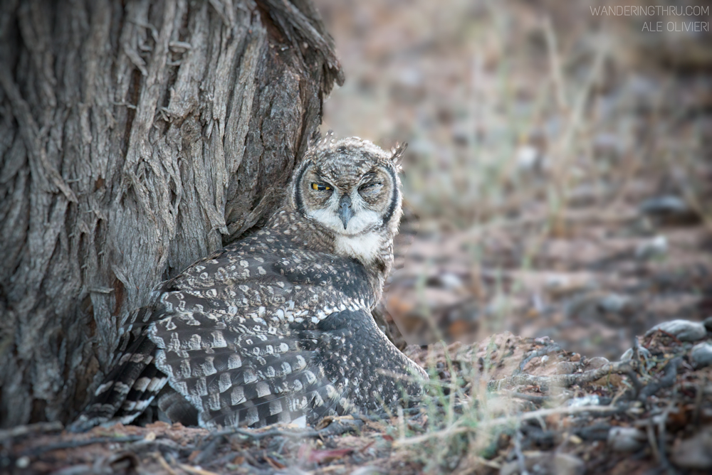 A spotted eagle-owl youngster on safari with Wandering Thru