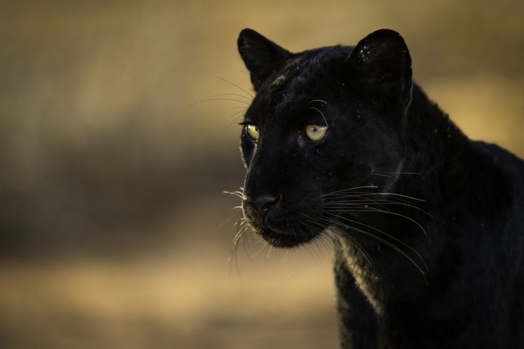 Black leopard on safari on Wandering Thru