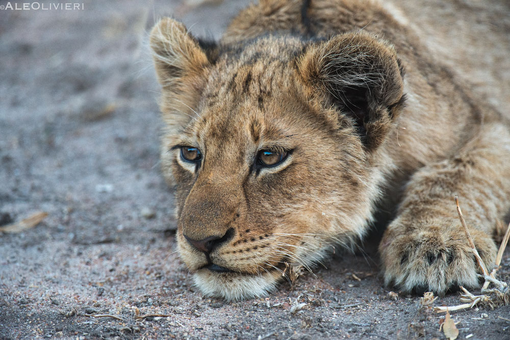 Lion cub on safari with Wandering Thru