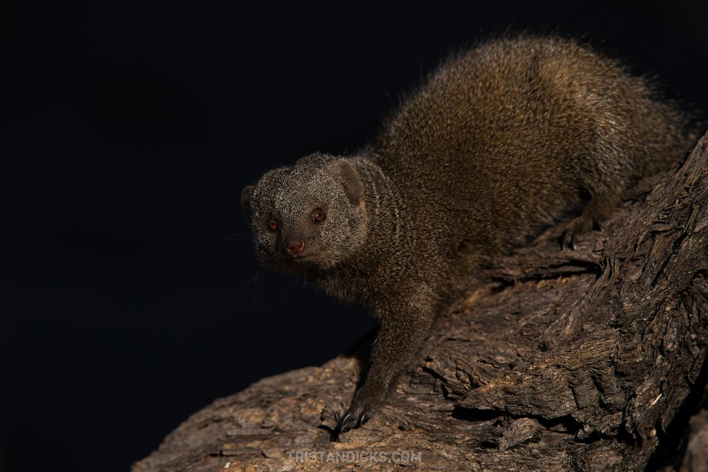 Mongoose on safari with Wandering Thru