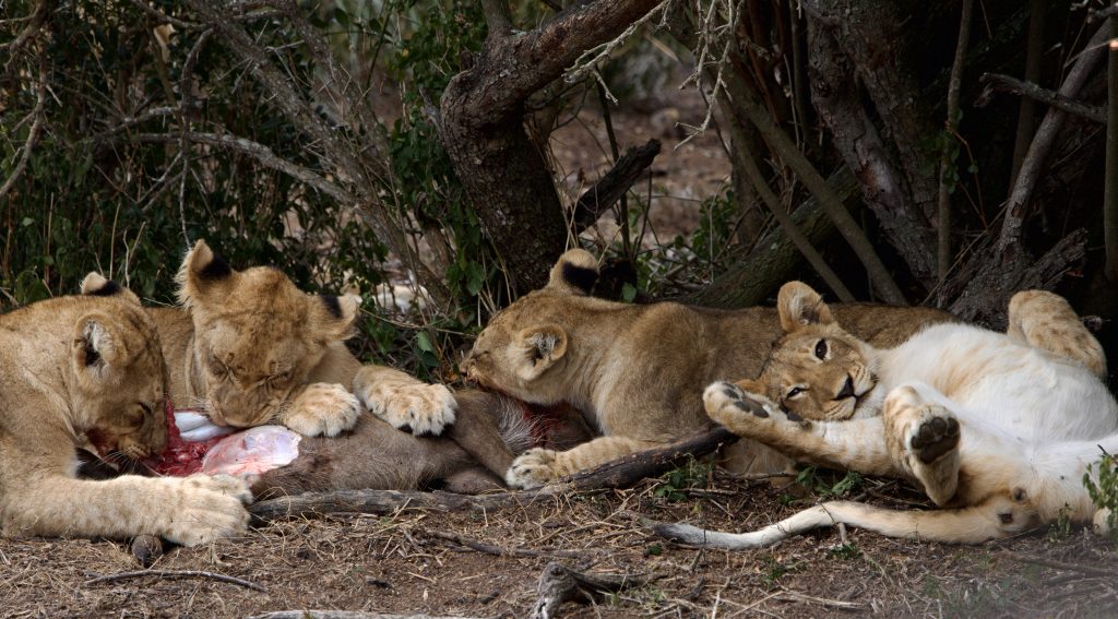 Lions on safari with Wandering Thru.