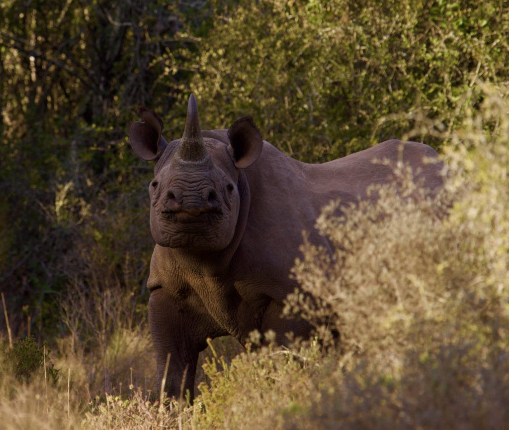 Black rhino on safari with Wandering Thru