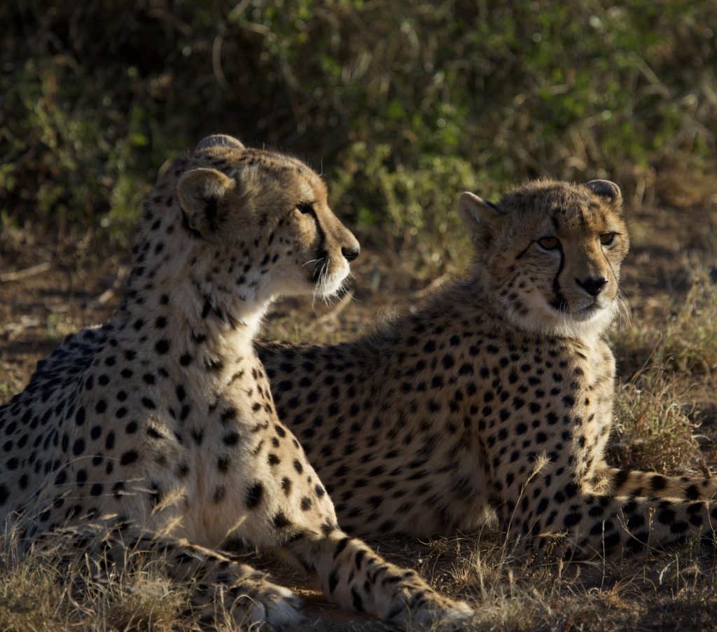 Cheetah on safari with Wandering Thru.