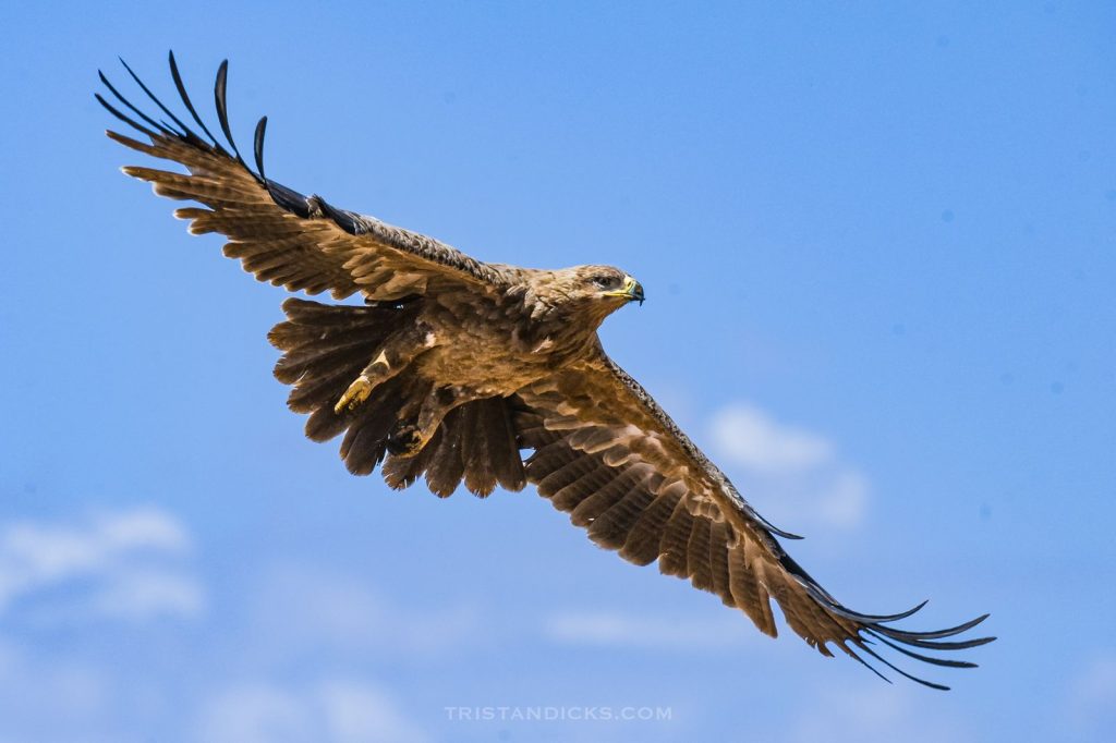 Tawny eagle on safari with Wandering Thru.