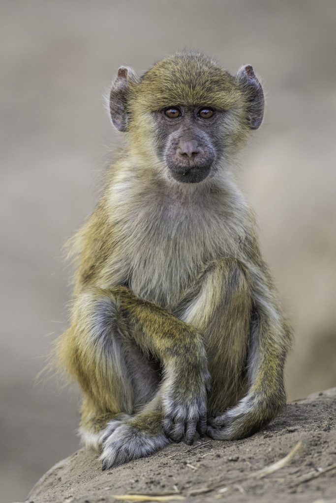 Young yellow baboon on safari with Wandering Thru.
