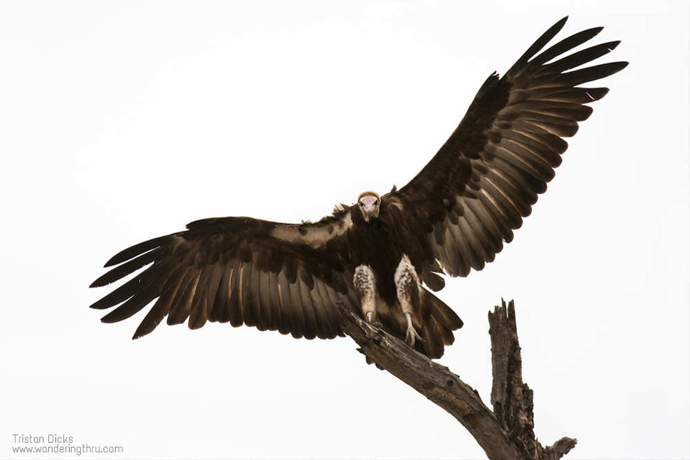 Vulture on safari with Wandering Thru